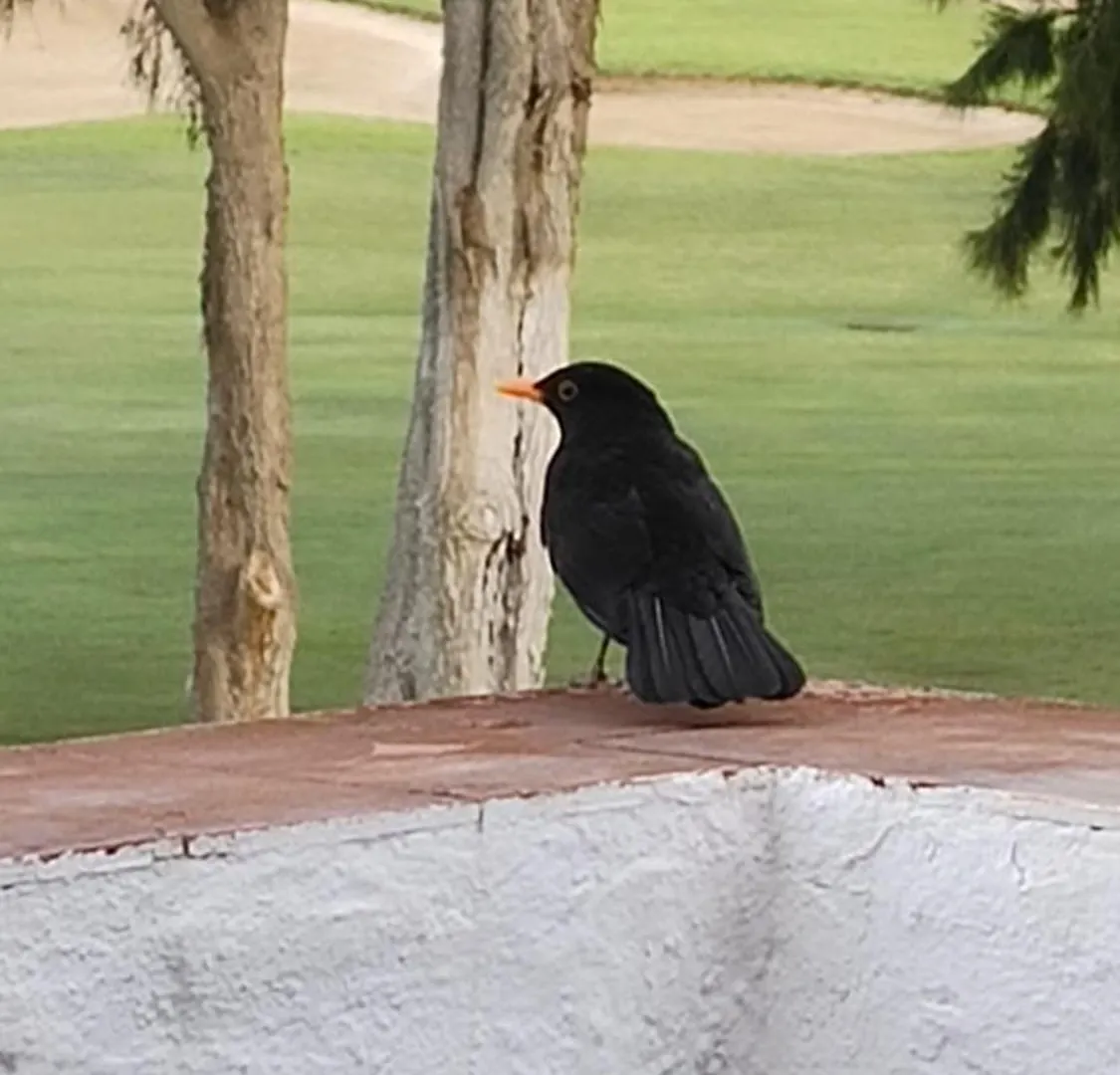 丰希罗拉Am Mijas Golf Views公寓 公寓 丰希罗拉